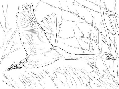 Mute Swan In Flight Coloring Page